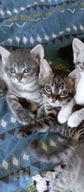 Кошки в Севастополе: Котёнок, девочка. Подпалового окраса. Полосатая. Девочка, Бесплатно - фото 3