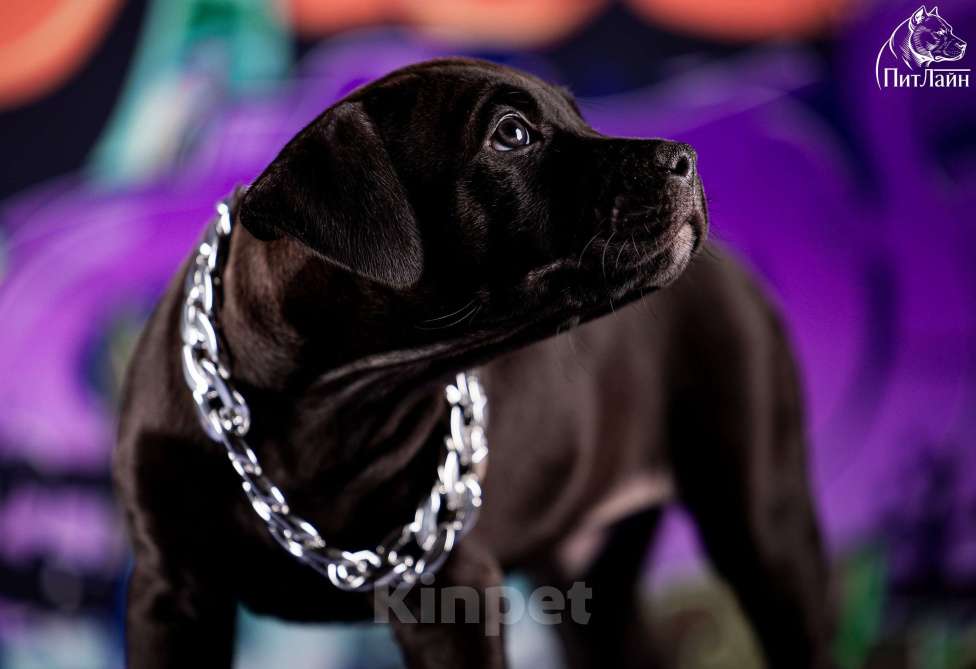 Собаки в Ульяновске: Американский питбультерьер, щенок Мальчик, Бесплатно - фото 6