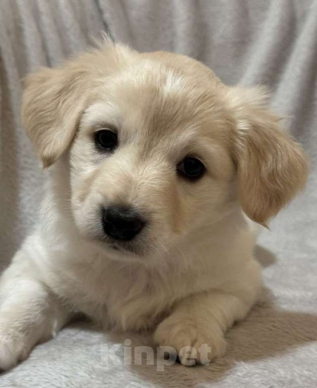 Собаки в Москве: Щенки от маленькой белой собачки в дар Девочка, 1 руб. - фото 8