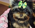 Собаки в Москве: Щенок Йоркширский терьер Мальчик, 65 000 руб. - фото 5