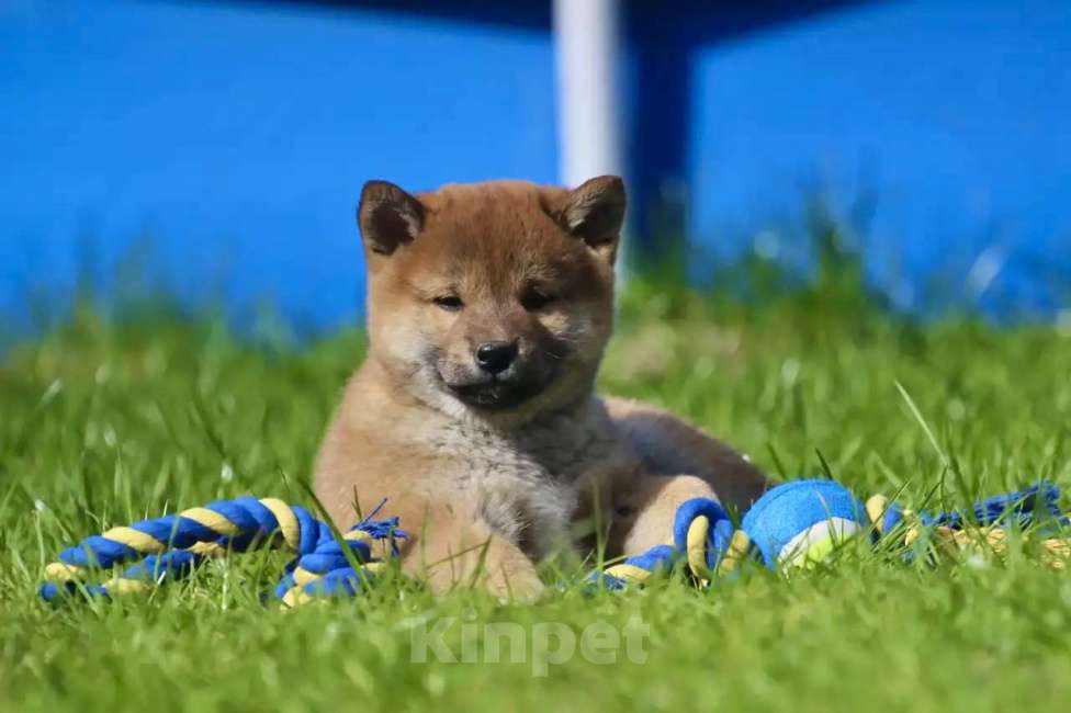 Собаки в Москве: Сиба Ину Мальчик, 50 000 руб. - фото 1