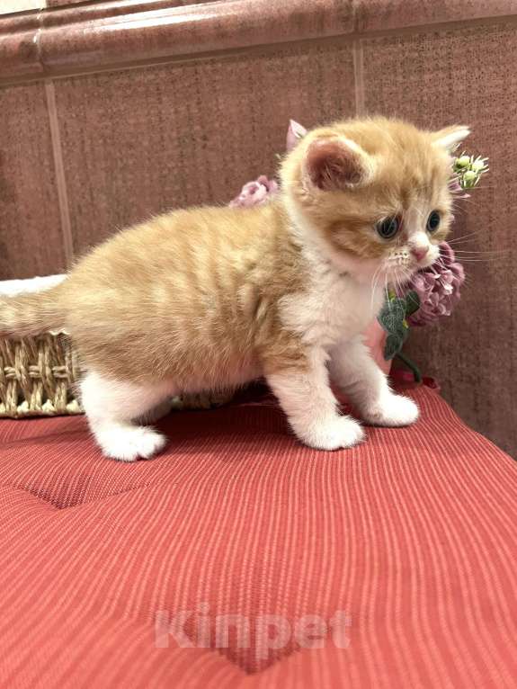 Кошки в других городах Московской области: Шотландский котенок Мальчик, 30 000 руб. - фото 3