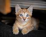 Кошки в Санкт-Петербурге: Котята 2 месяца Мальчик, Бесплатно - фото 6