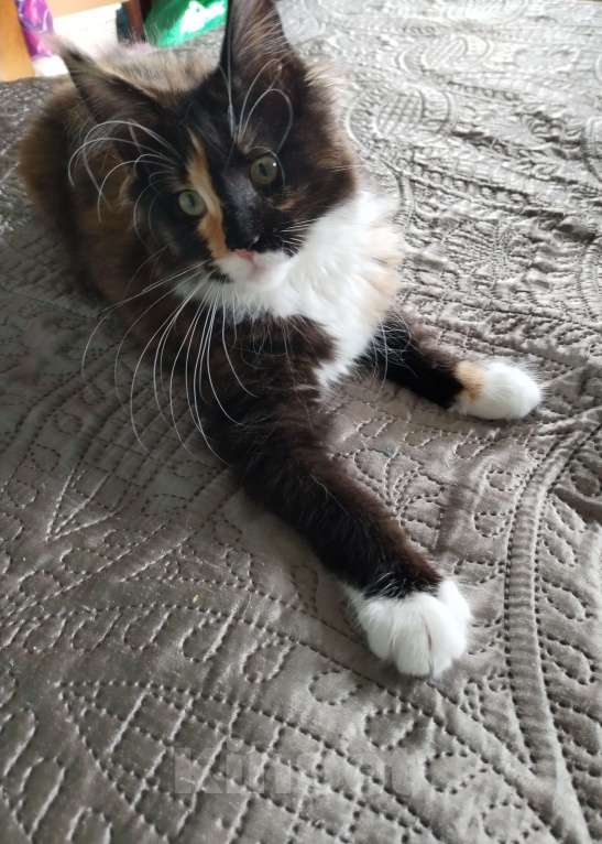 Кошки в Петрозаводске: Котята мейн-кун  Девочка, Бесплатно - фото 4