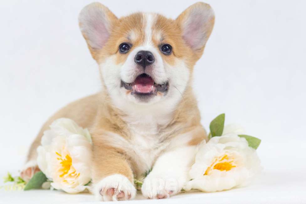 Собаки в Москве: Очаровательные щенки Вельш Корги Пемброк Девочка, 75 000 руб. - фото 1