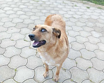 Собаки в Санкт-Петербурге: Рыжее солнышко Мальчик, 17 руб. - фото 4