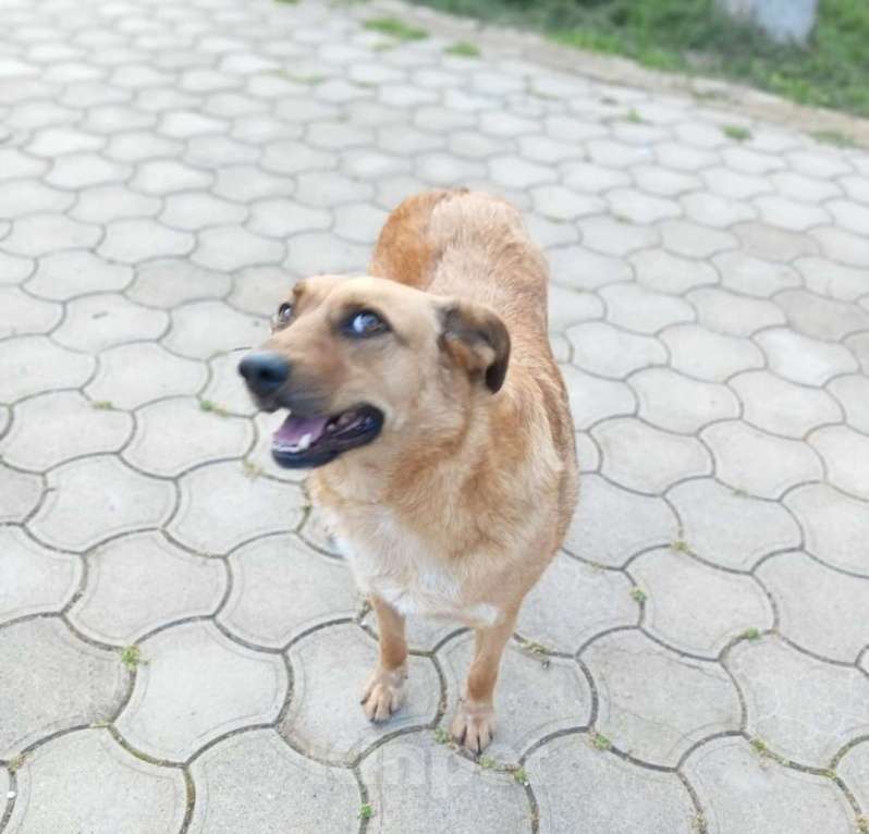 Собаки в Санкт-Петербурге: Рыжее солнышко Мальчик, 17 руб. - фото 4