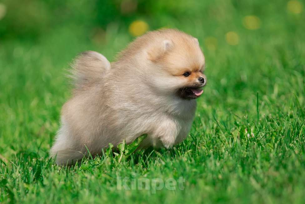 Собаки в Санкт-Петербурге: Марлекс Кларк Кент Мальчик, 75 000 руб. - фото 5