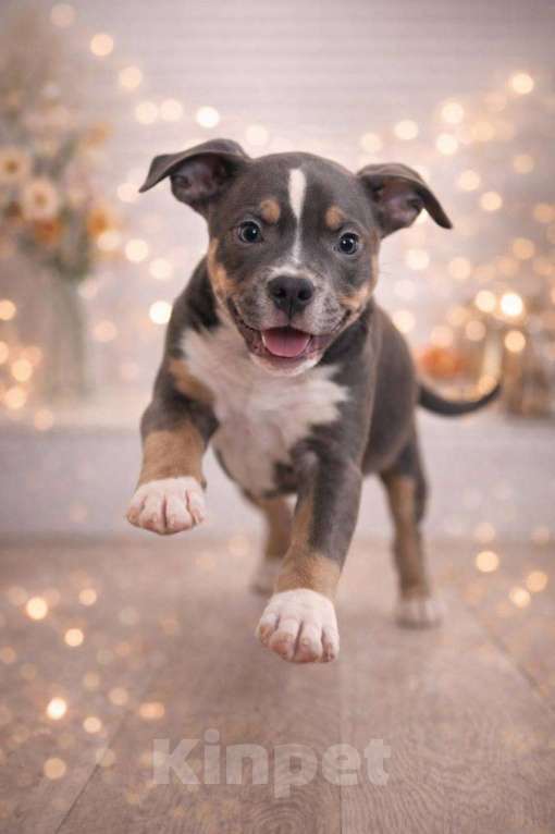 Собаки в Челябинске: Щенки Американского булли  Мальчик, 80 000 руб. - фото 2