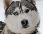 Собаки в Санкт-Петербурге: Красавец хаски Форест из приюта Мальчик, Бесплатно - фото 9