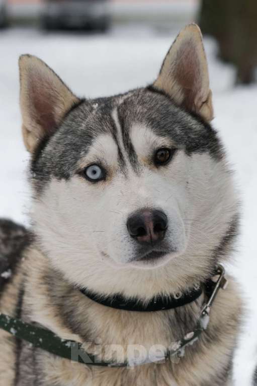 Собаки в Санкт-Петербурге: Красавец хаски Форест из приюта Мальчик, Бесплатно - фото 9