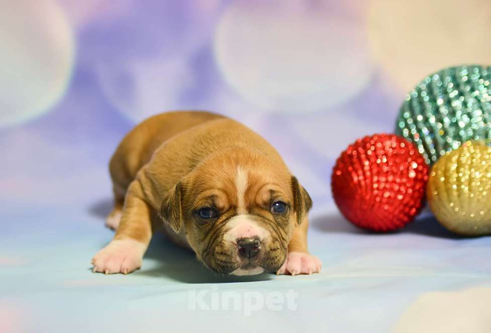 Собаки в Люберцах: Девочка рыжая Девочка, 60 000 руб. - фото 2