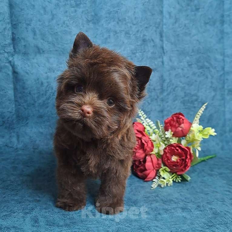 Собаки в Санкт-Петербурге: Шоколадный йорк девочка без подпала Девочка, 120 000 руб. - фото 5