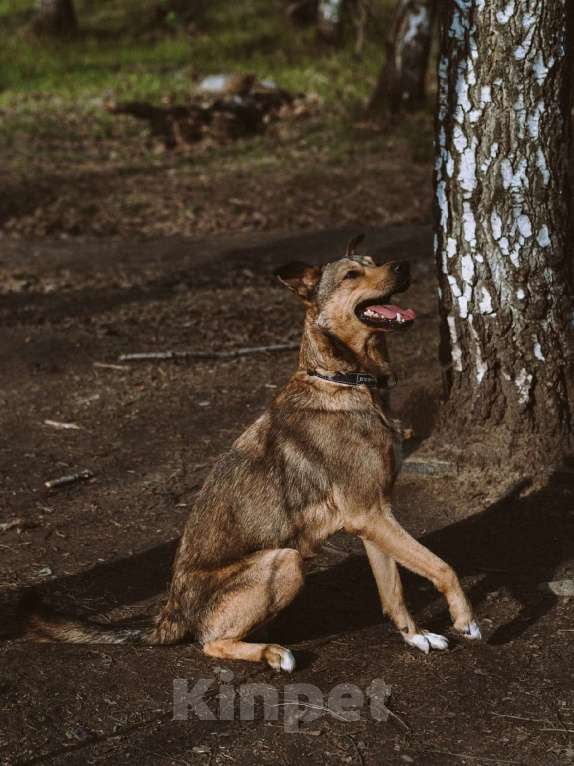 Собаки в Москве: Немо Мальчик, Бесплатно - фото 3