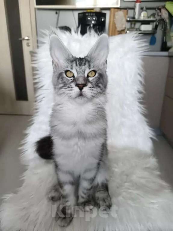 Кошки в Санкт-Петербурге: Котенок мейн-кун черный мрамор на серебре Девочка, 100 000 руб. - фото 3