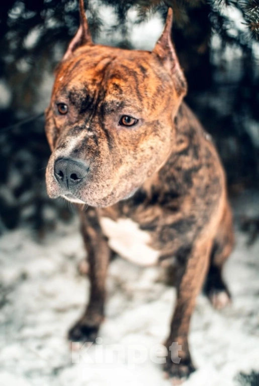 Собаки в Красном Севшем: Вязка стаффордширский терьер Мальчик, Бесплатно - фото 1