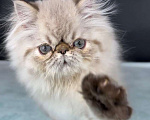 Кошки в Яхроме: Ручной, мурлыкающий игрун))) Персидский, голубоглазый котенок. Мальчик, 45 000 руб. - фото 6
