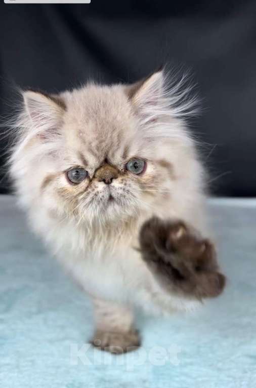 Кошки в Яхроме: Ручной, мурлыкающий игрун))) Персидский, голубоглазый котенок. Мальчик, 45 000 руб. - фото 6
