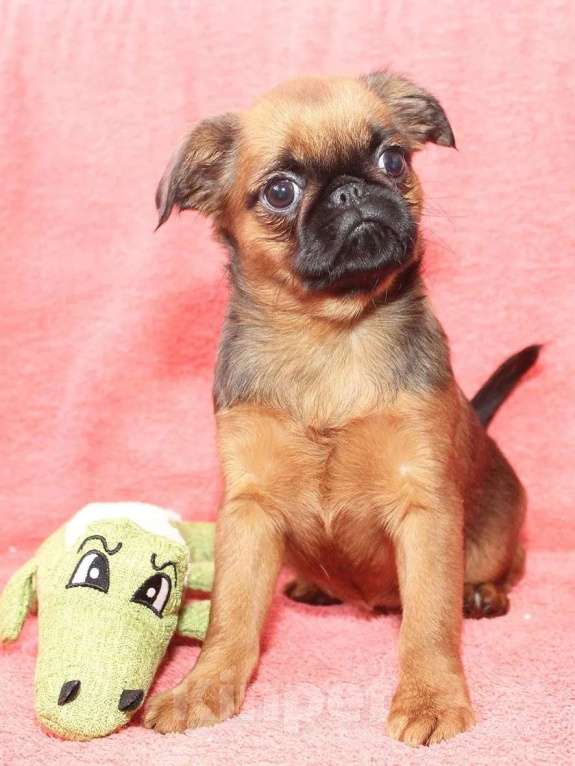 Собаки в Санкт-Петербурге: Маленькая прелесть Девочка, 80 000 руб. - фото 8