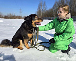Собаки в Королеве: Града - воплощение безграничной нежности! Девочка, Бесплатно - фото 2