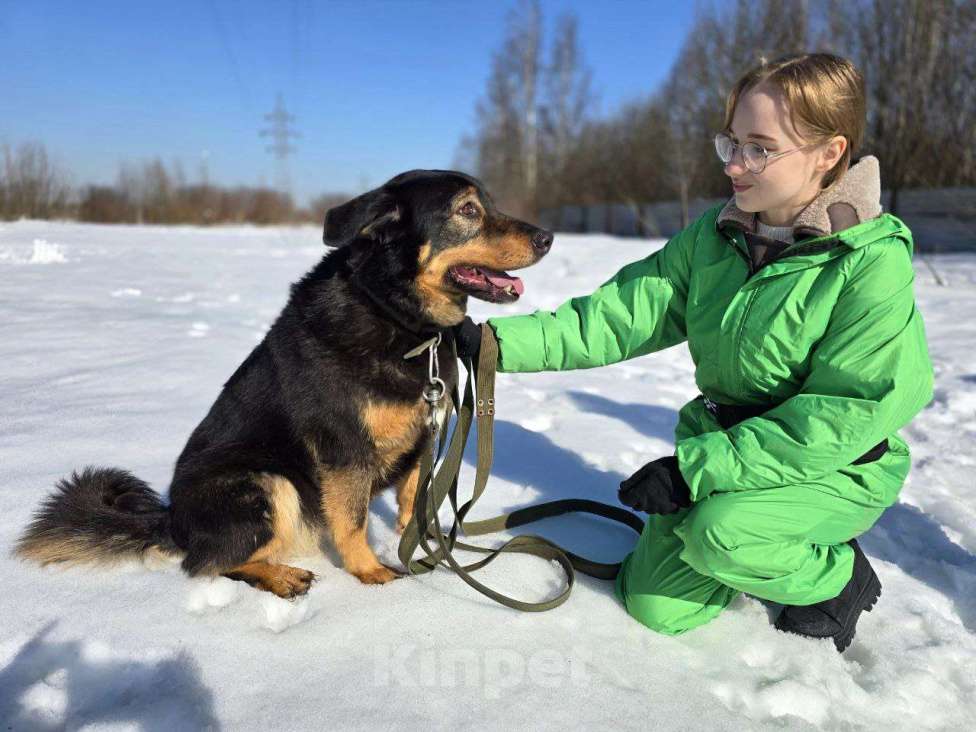 Собаки в Королеве: Града - воплощение безграничной нежности! Девочка, Бесплатно - фото 2