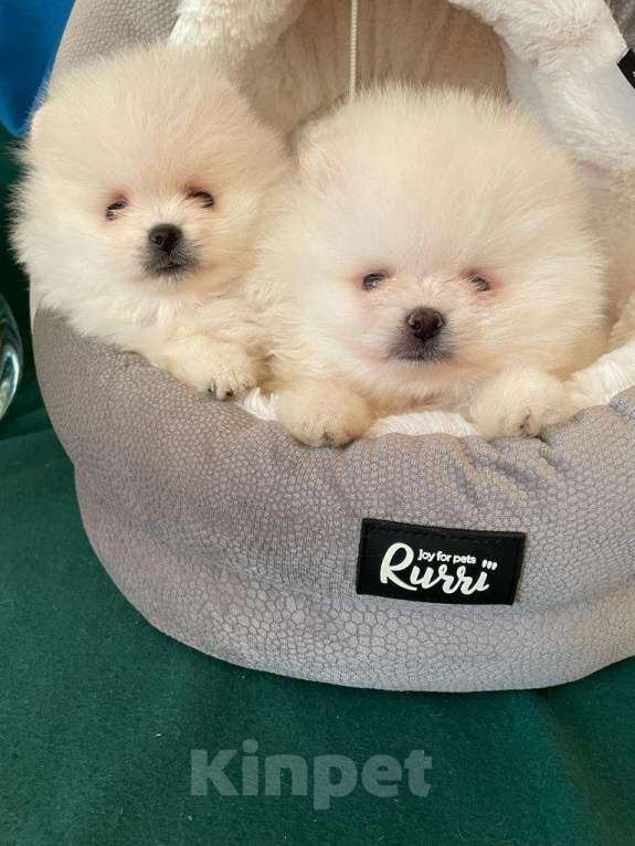 Собаки в Москве: Померанский шпиц  - Белоснежные  Мальчики Мальчик, 35 000 руб. - фото 2