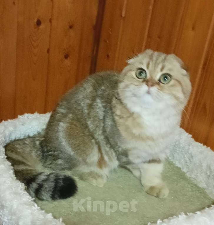 Кошки в Москве: Зеленоглазый золотой мраморный котик Мальчик, 25 000 руб. - фото 7