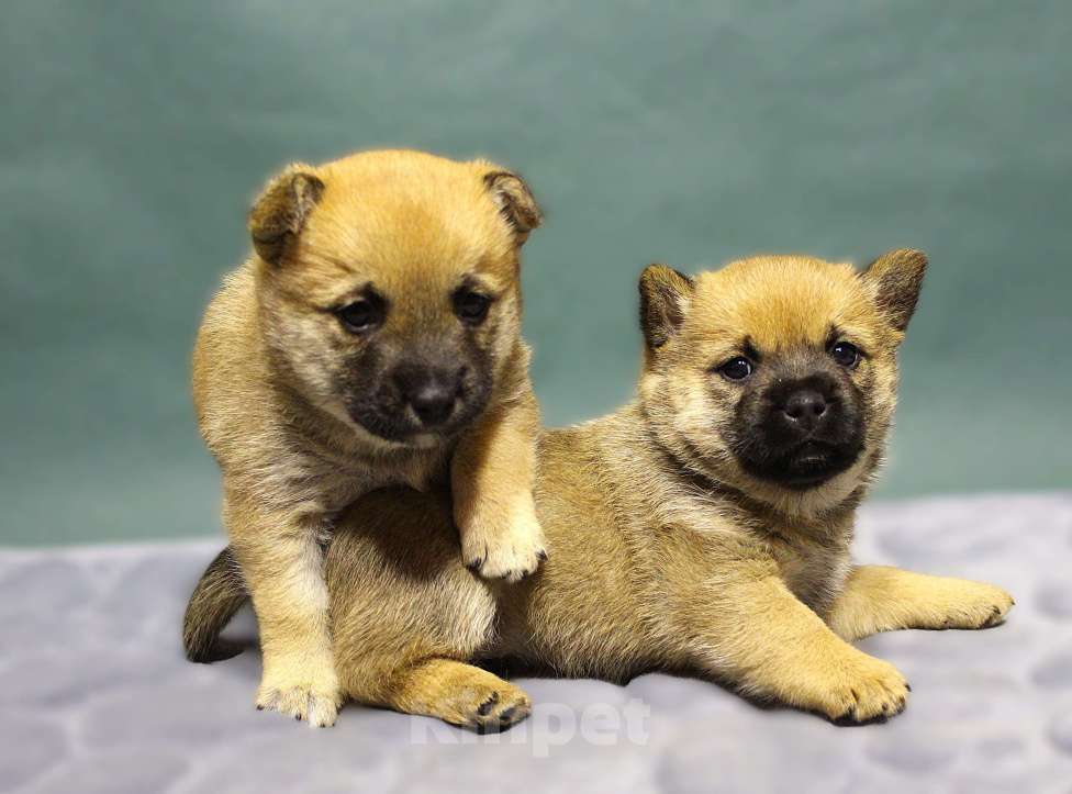 Собаки в Москве: Щенок метис Девочка, Бесплатно - фото 3