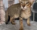 Кошки в Пензе: Котик OSH n 24  Мальчик, 35 000 руб. - фото 3