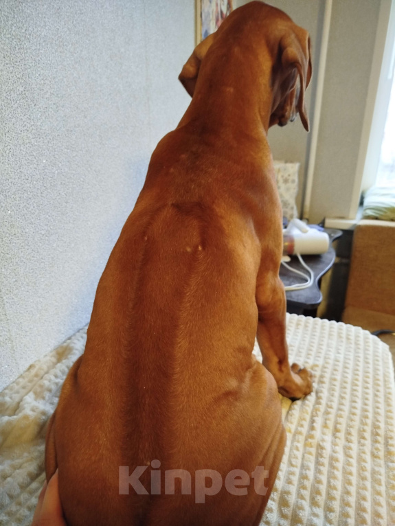 Собаки в Кумертау: Родезийский риджбек, девочка. Африка Из Дома Московкиной. 3 месяца, документы РКФ. Стандарт.  Девочка, 80 000 руб. - фото 2