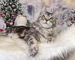 Кошки в Лодейном Поле: Кошка Мейн-Кун Рафаэлька  Девочка, 13 000 руб. - фото 10