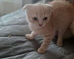 Кошки в Краснодаре: Отдам бесплатно кошку Девочка, 100 руб. - фото 3