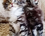Кошки в Малоархангельске: Котята Мейн Кун., 20 000 руб. - фото 4