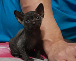 Кошки в Лысково: Котёнок канадский сфинкс, 7 000 руб. - фото 1