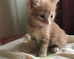Кошки в Нововоронеже: Породистый котёнок, 1 500 руб. - фото 1