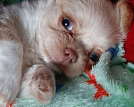 Собаки в Краснодаре: Щенок Чихуахуа Мальчик, 25 000 руб. - фото 1