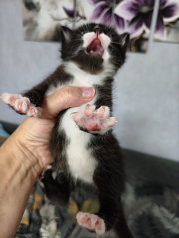 Котята даром.