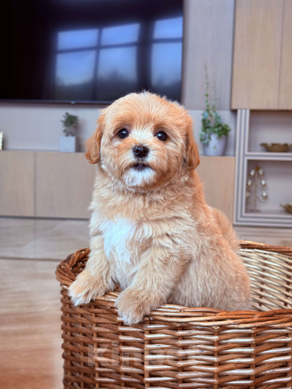 Собаки в других городах Московской области: Мальтипу мини f 1 Мальчик, 200 000 руб. - фото 5