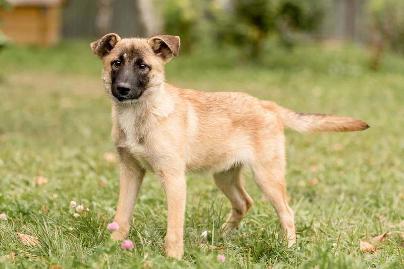Собаки в Москве: Щенки метисы овчарки в добрые руки Мальчик, Бесплатно - фото 7
