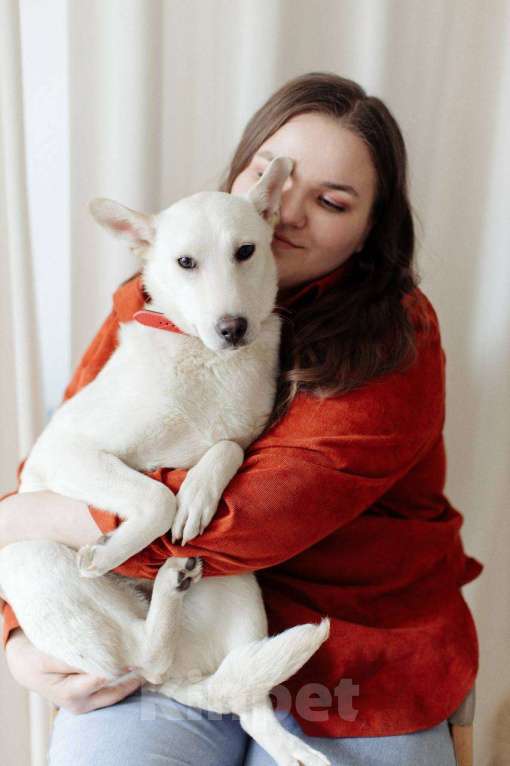 Собаки в Москве: Снежинка щенок Девочка, Бесплатно - фото 9