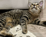 Кошки в Москве: Чудесный котенок Матроскин ищет дом Мальчик, 1 руб. - фото 8