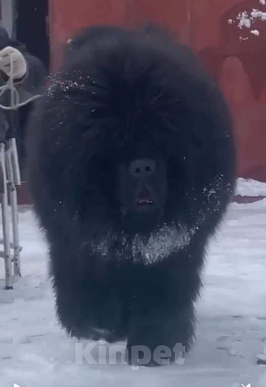 Собаки в Москве: Щенок Тибетского мастифа  Мальчик, 130 000 руб. - фото 3
