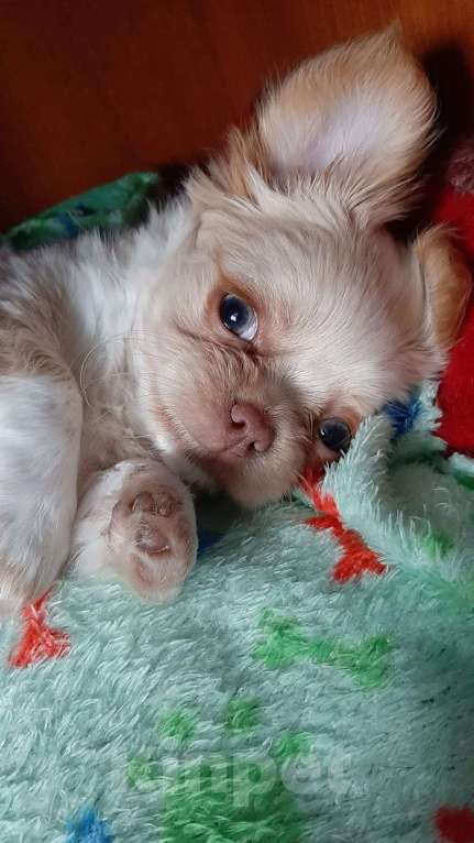Собаки в Краснодаре: Щенок Чихуахуа Мальчик, 25 000 руб. - фото 1