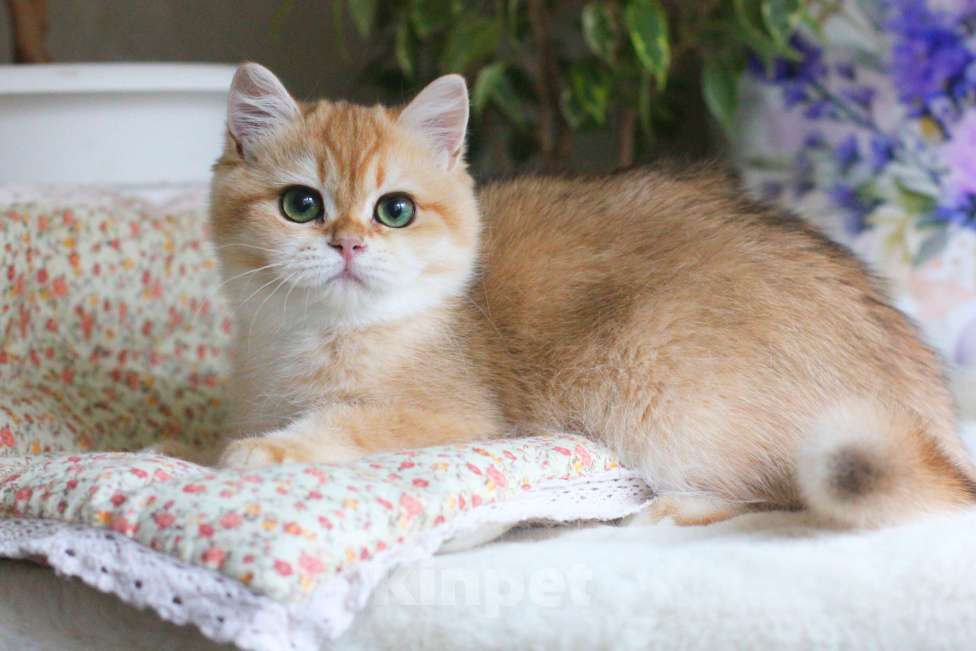 Кошки в Москве: Золотая британская шиншилла девочка Девочка, 70 000 руб. - фото 1