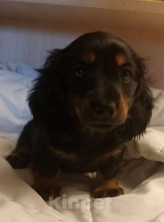 Собаки в Санкт-Петербурге: щенок дев такса длинношерстная крол/мини Девочка, 70 000 руб. - фото 2