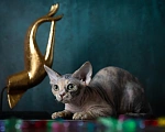 Кошки в Москве: Купить котенка Девон - рекс. ЧУдесная девочка  черепашка для вас. Девочка, Бесплатно - фото 4