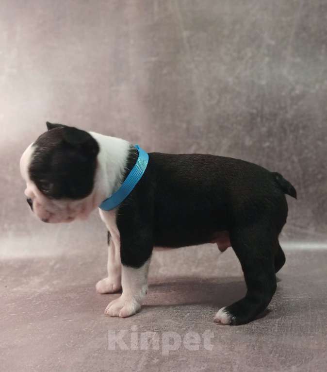 Собаки в Санкт-Петербурге: Кобель породы бостон терьер Мальчик, 80 000 руб. - фото 4