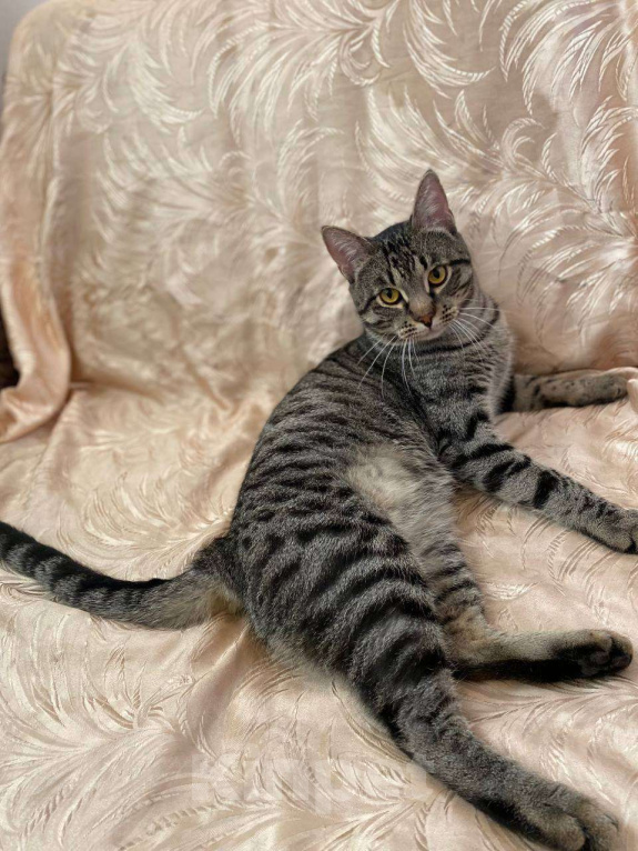 Кошки в Москве: Фёдор - лучший друг Мальчик, Бесплатно - фото 2