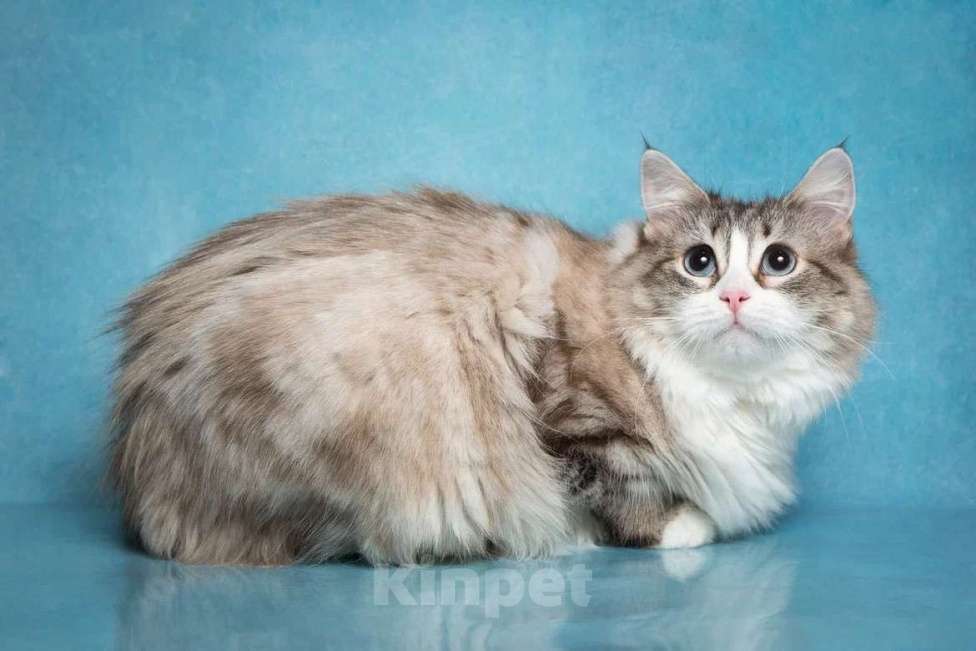 Кошки в Москве: Рэгдолл Одри в добрые руки Девочка, Бесплатно - фото 4