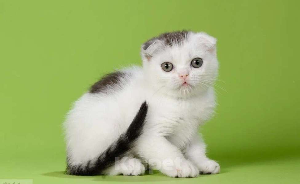 Кошки в Москве: Шотландские мальчики Мальчик, 50 000 руб. - фото 1